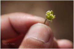 Urginea indica